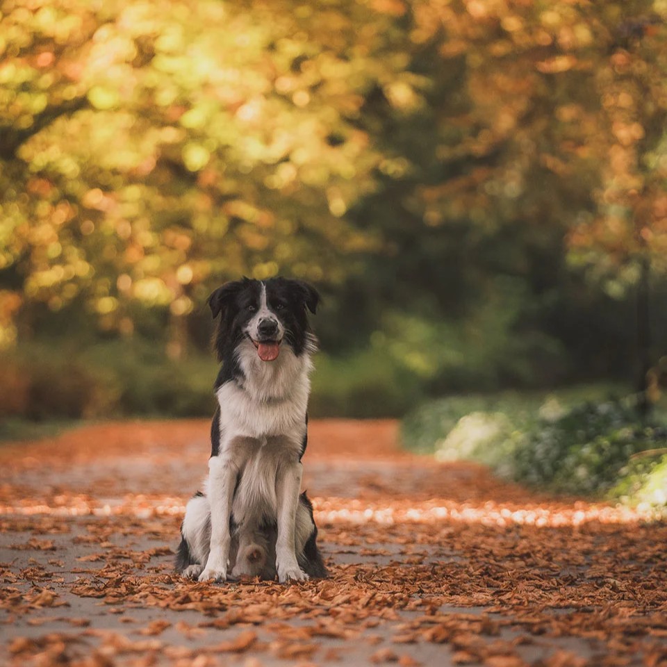 Sesja psa we Wrocławiu