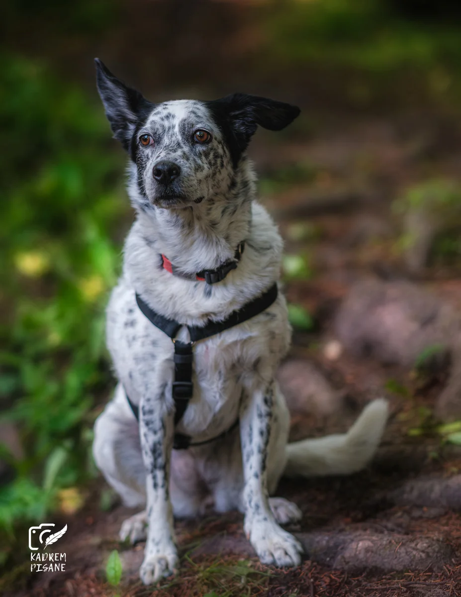 Portret psa
